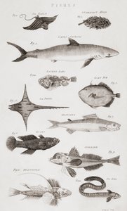 さまざまな種類の魚 作： Unbekannt Unbekannt